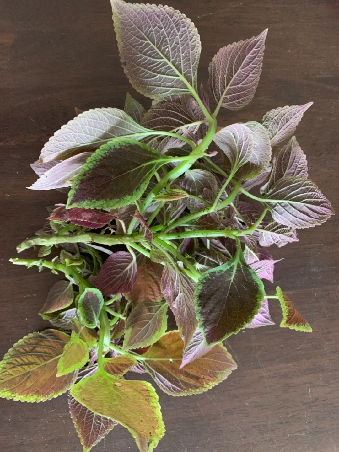 Coleus Cuttings 🧡 image indicator(2)