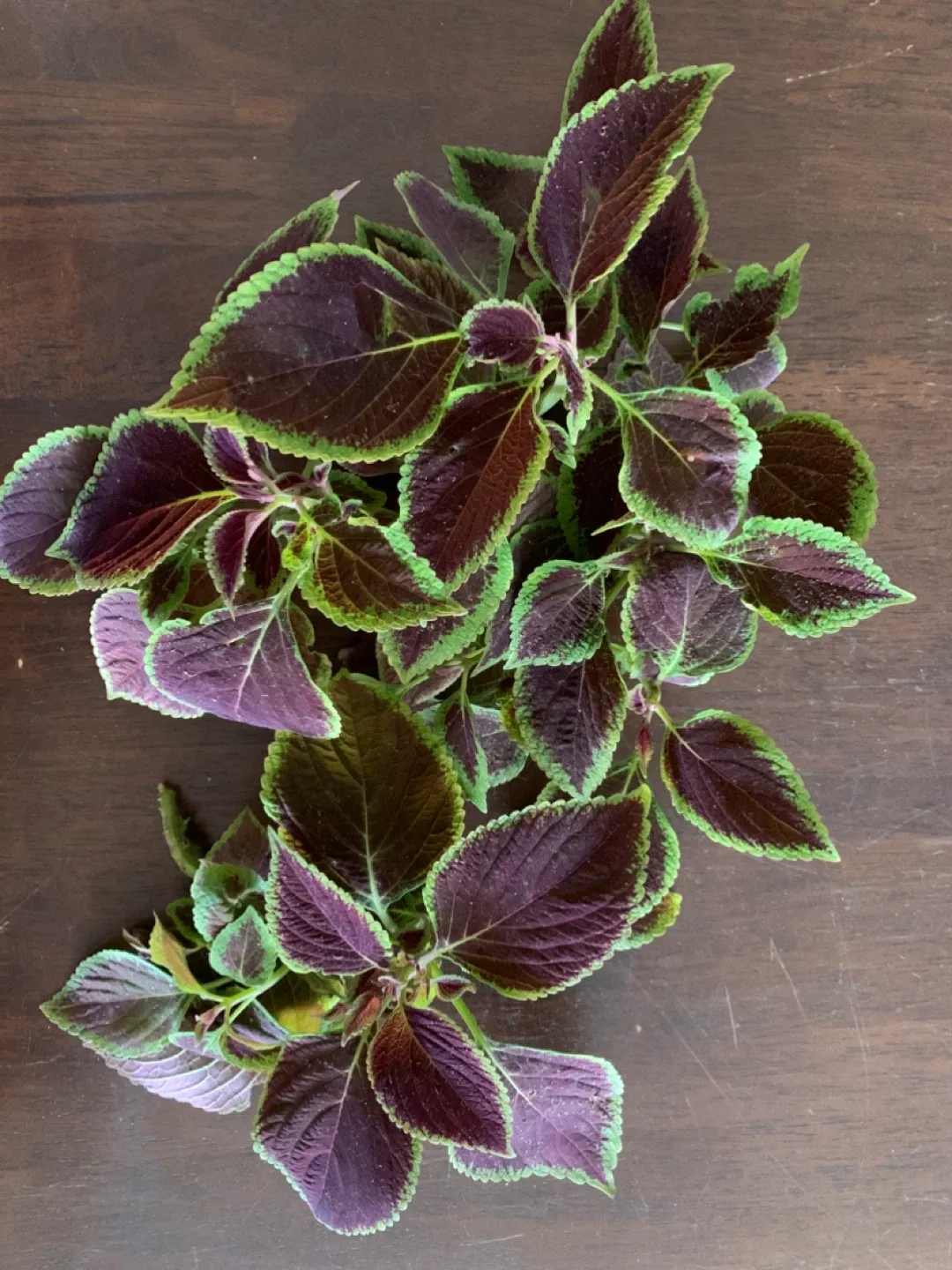 Coleus Cuttings 🧡