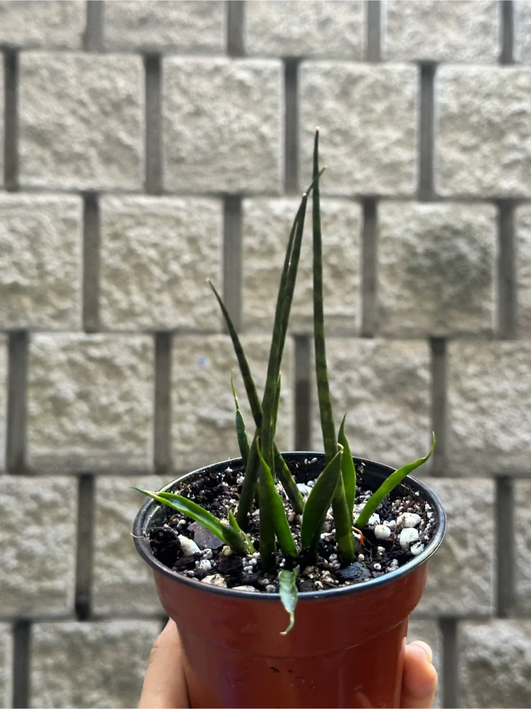 Mikado Snake Plant thumbnail