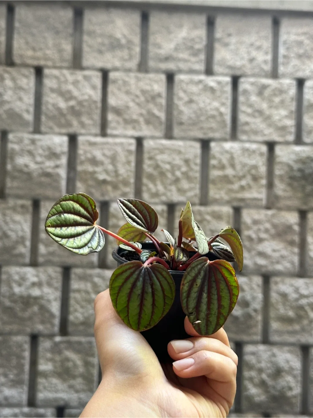 Pepperomia Piccolo Banda image indicator(2)