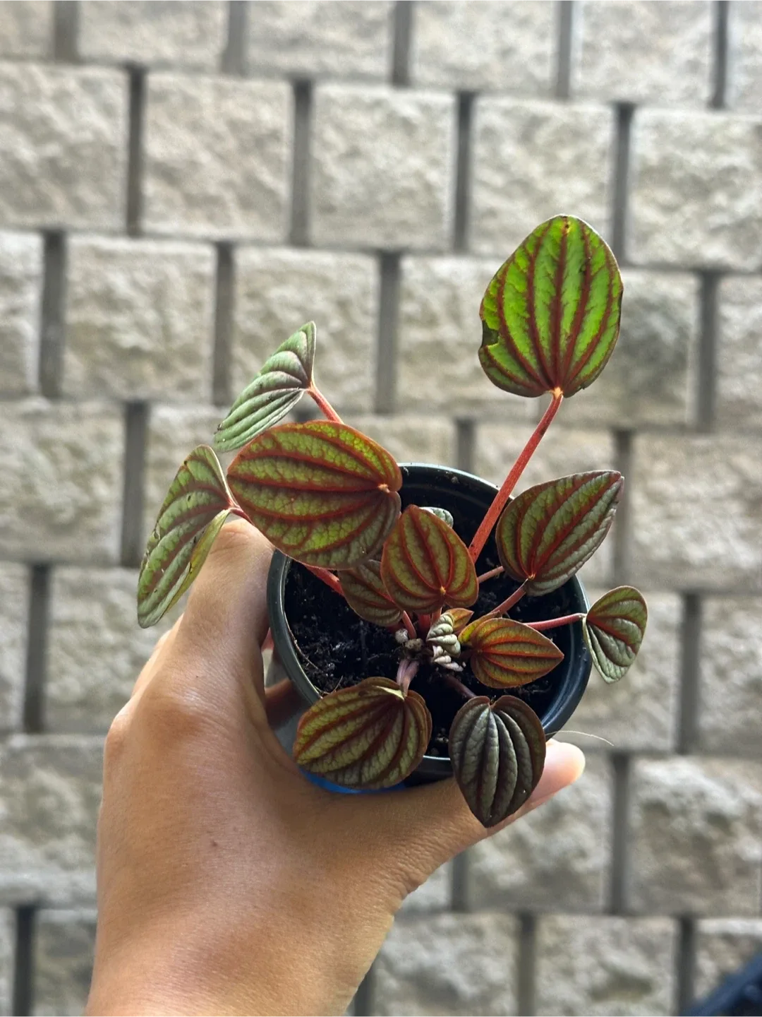 Pepperomia Piccolo Banda thumbnail