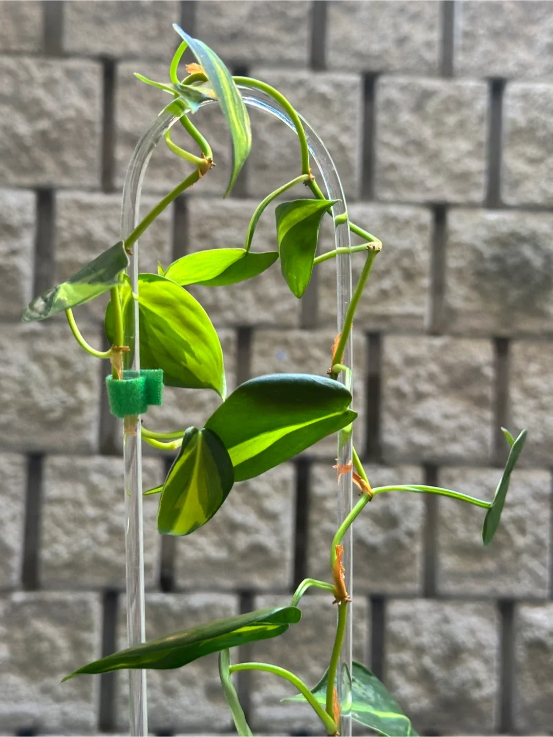 Philodendron Brasil Plant image indicator(3)