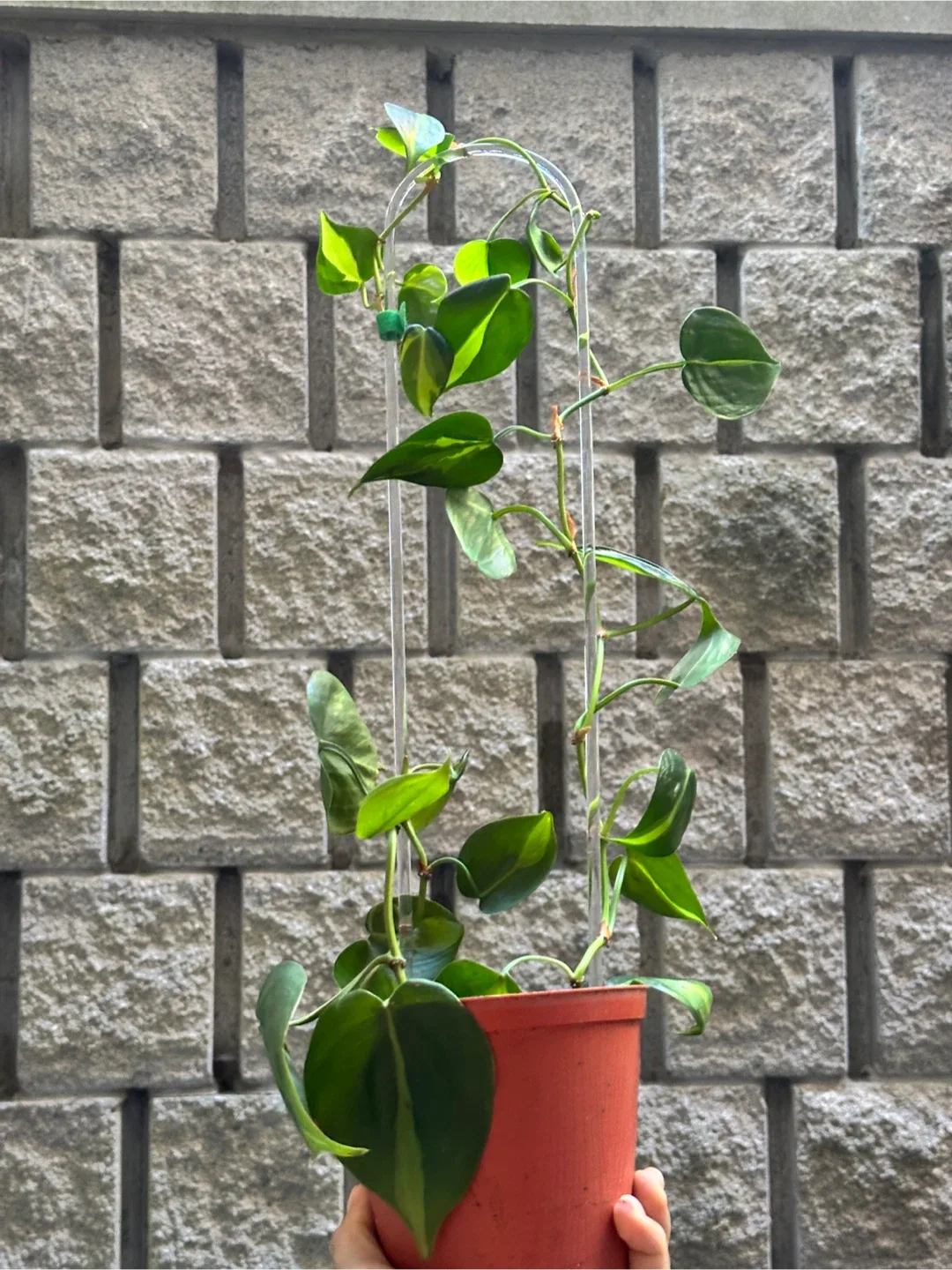 Philodendron Brasil Plant thumbnail