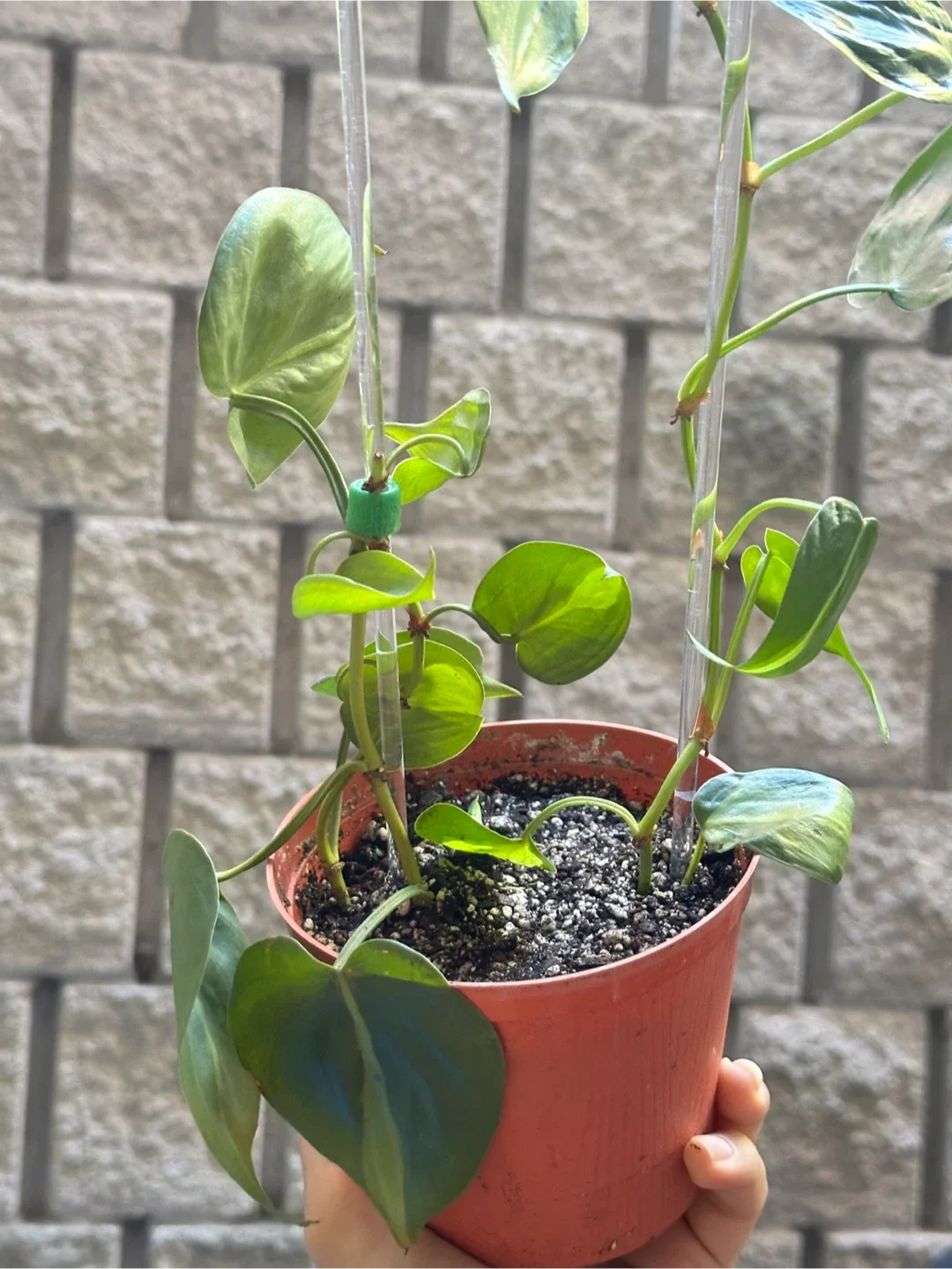 Philodendron Brasil Plant image indicator(2)