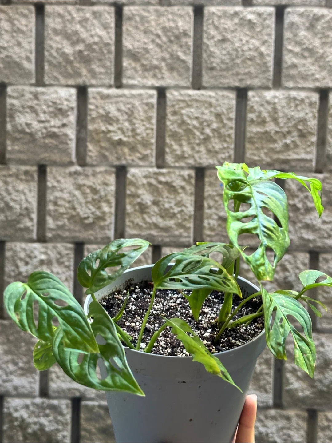 Monstera Adansonii Plant thumbnail