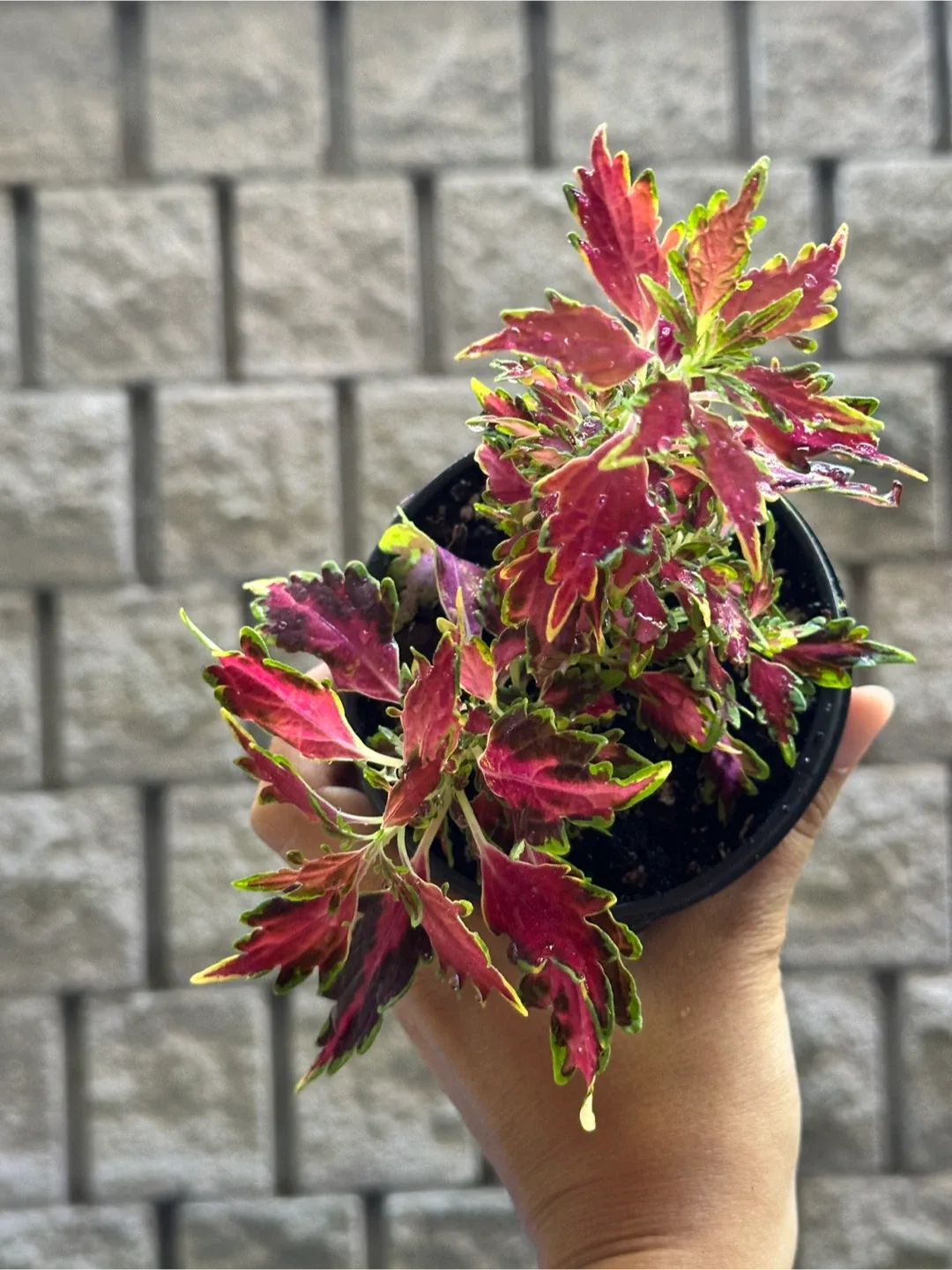 Coleus Plant thumbnail