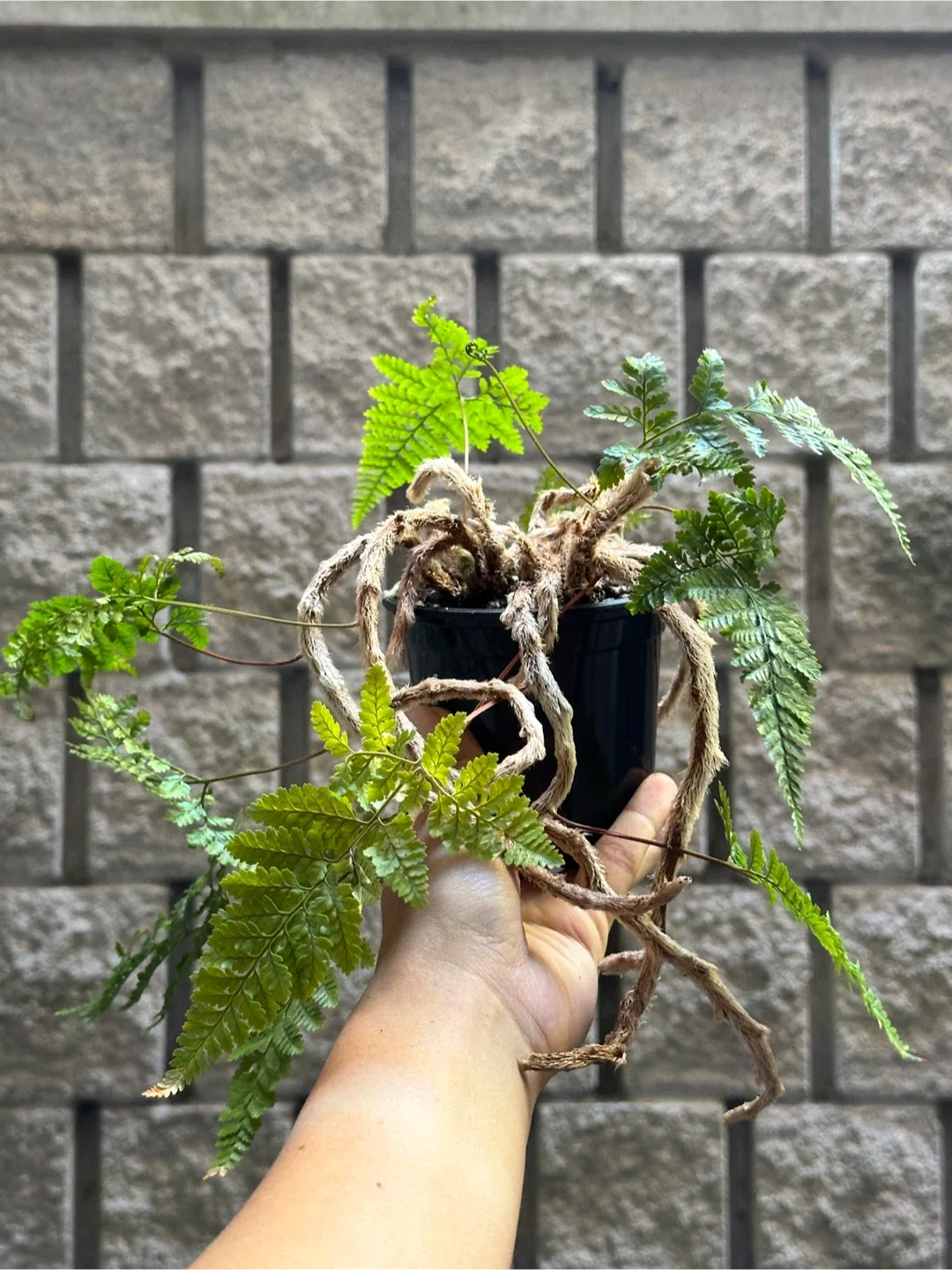 Rabbit's Foot Fern thumbnail