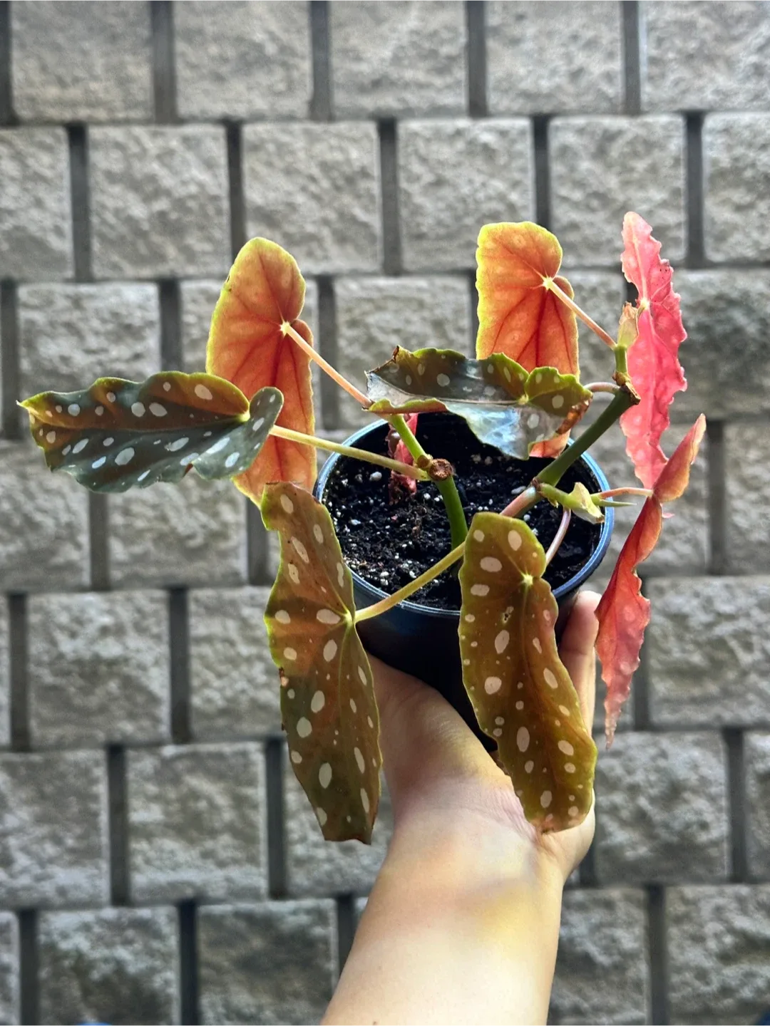 Begonia Maculata Plant thumbnail