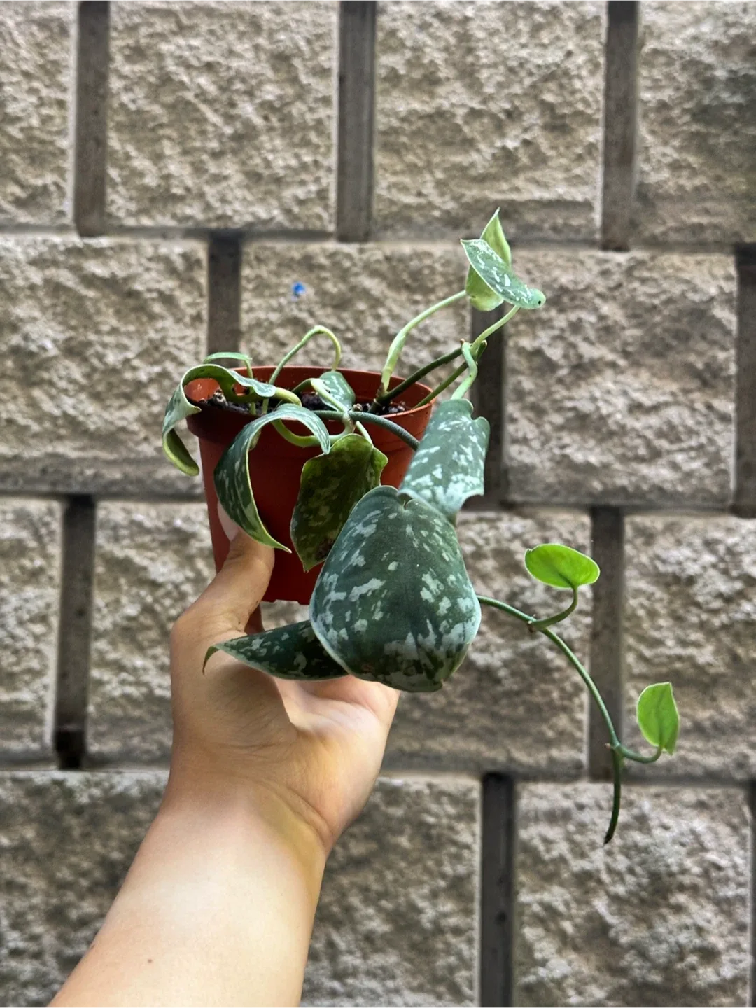 Scindapsus Pictus Argyreus Plant thumbnail
