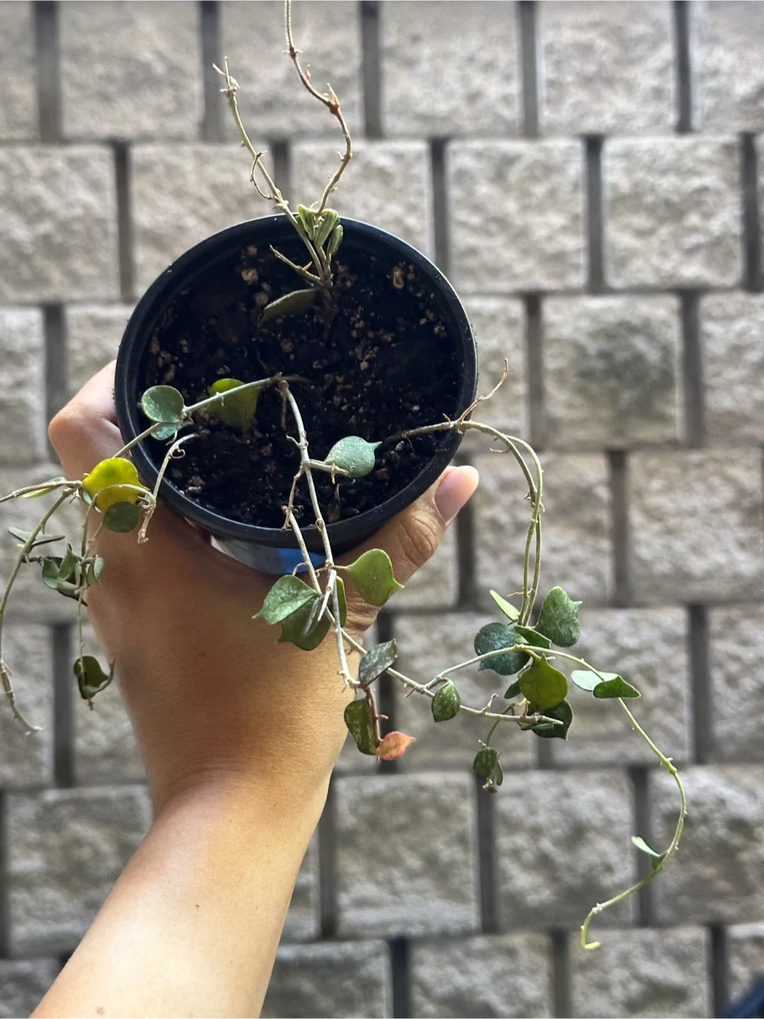 Hoya Curtisii Plant thumbnail