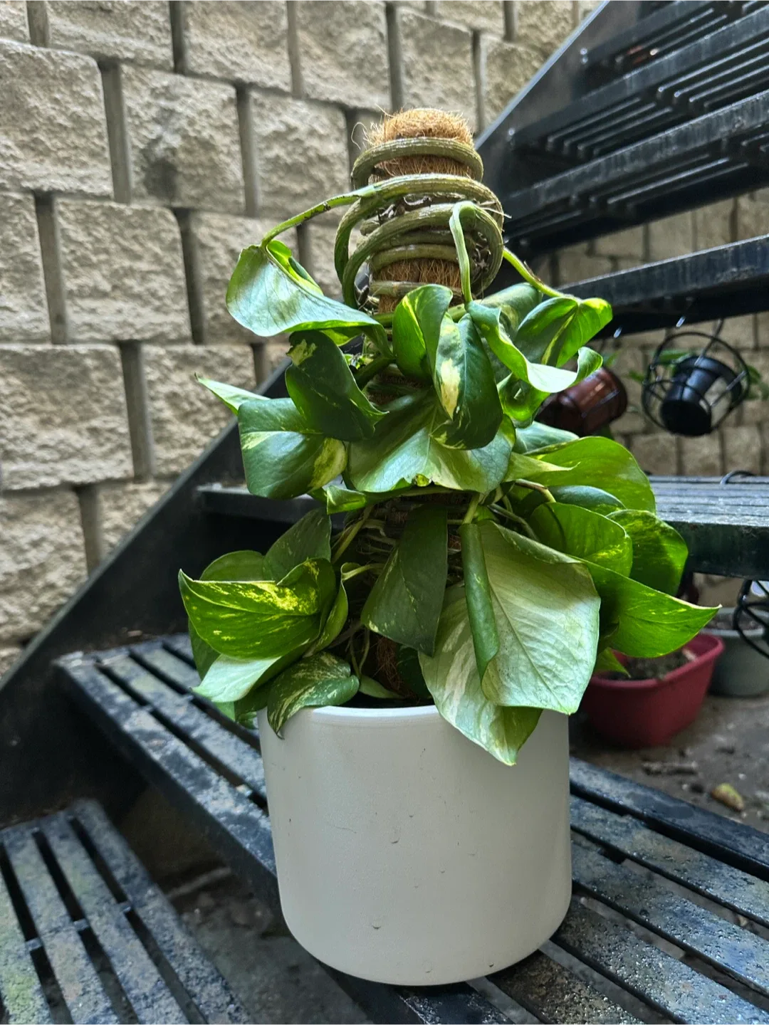 LONG Golden Pothos Plant thumbnail