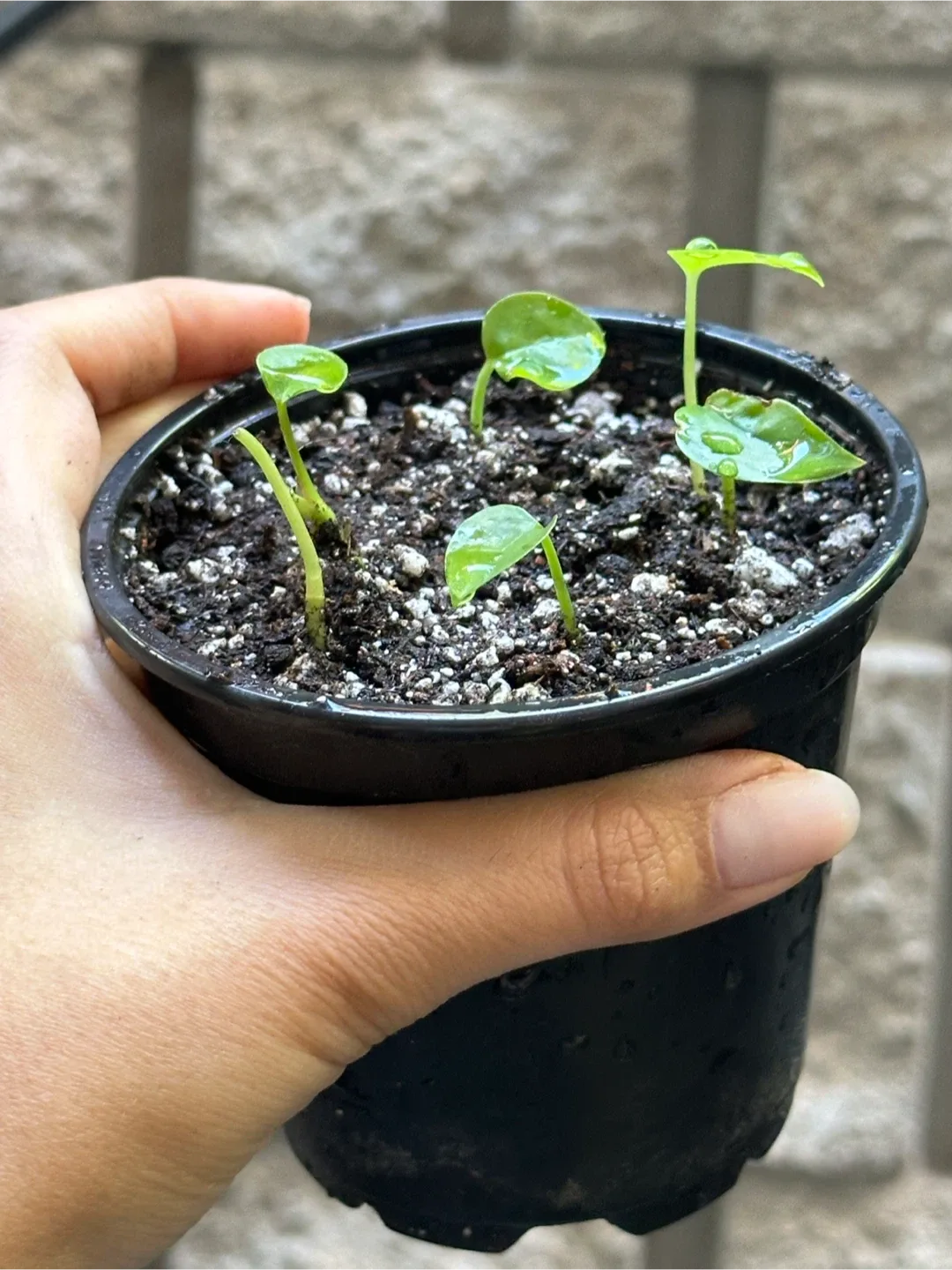 Baby Monstera Adansonii Plant thumbnail