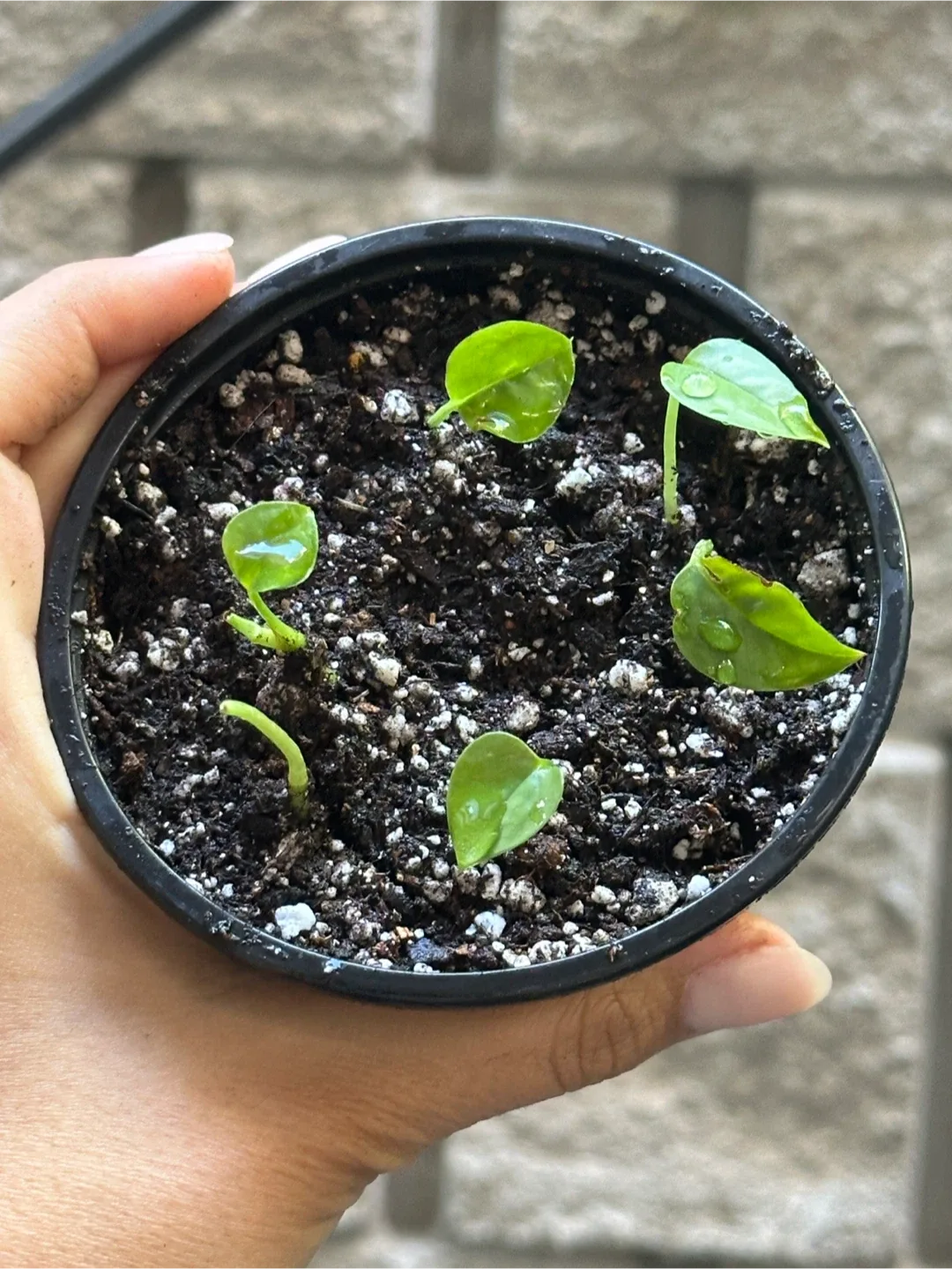 Baby Monstera Adansonii Plant image indicator(2)