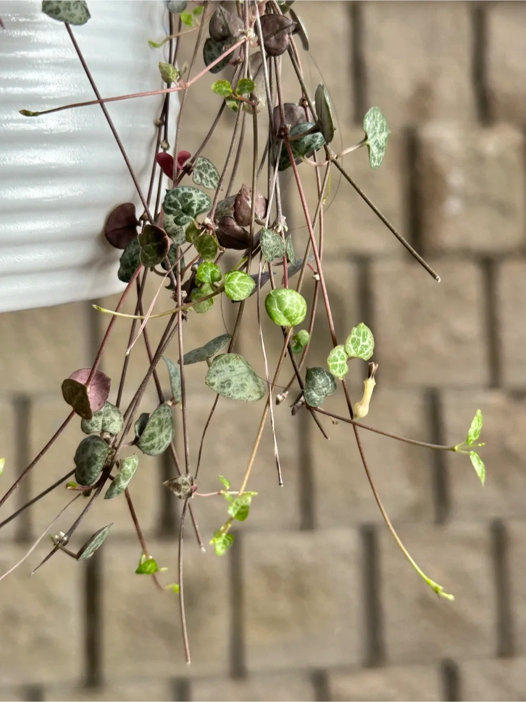 String of Hearts Plant image indicator(3)