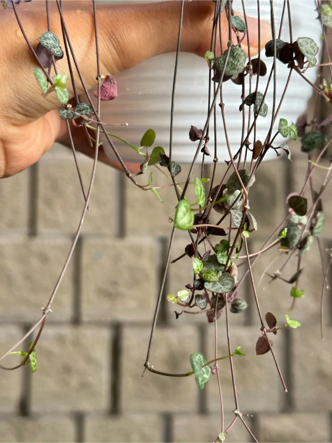 String of Hearts Plant image indicator(4)