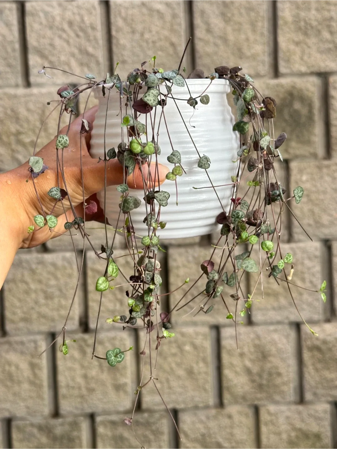 String of Hearts Plant thumbnail