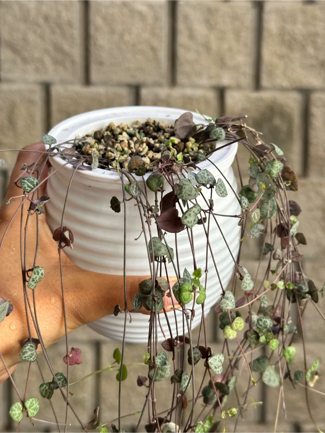 String of Hearts Plant image indicator(2)