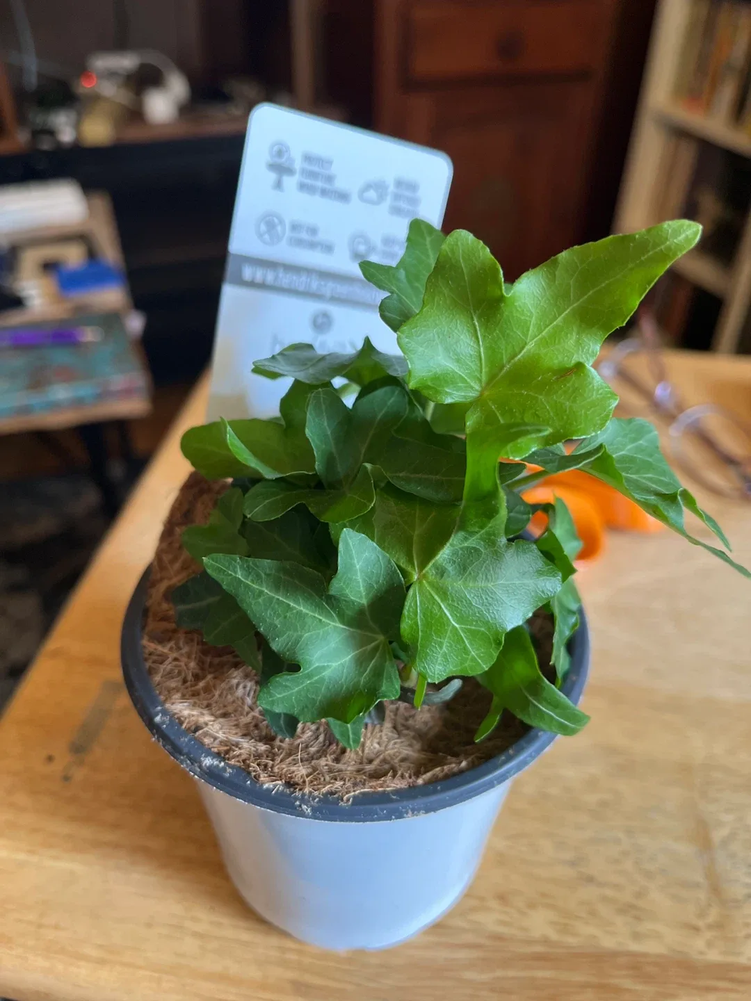 Hendriks Greenhouses Ivy Plant 🧡 thumbnail