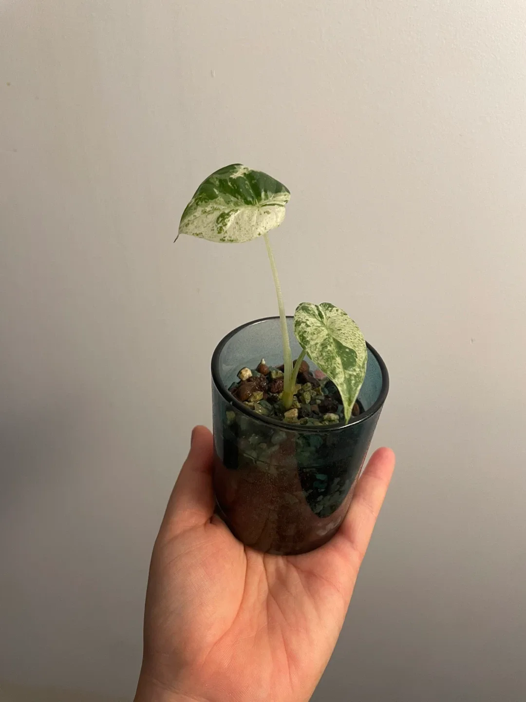 Alocasia odora Variegata image indicator(3)