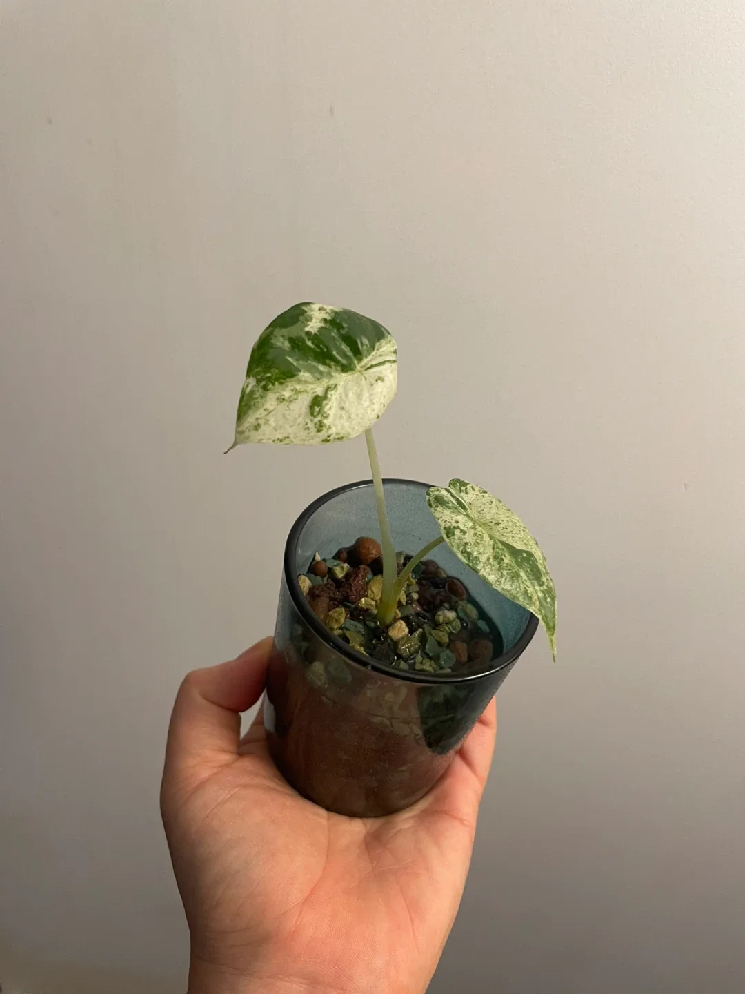 Alocasia odora Variegata image indicator(2)