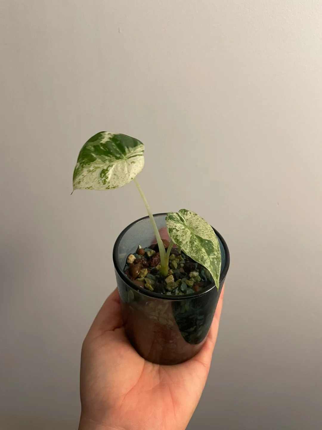 Alocasia odora Variegata image indicator(4)