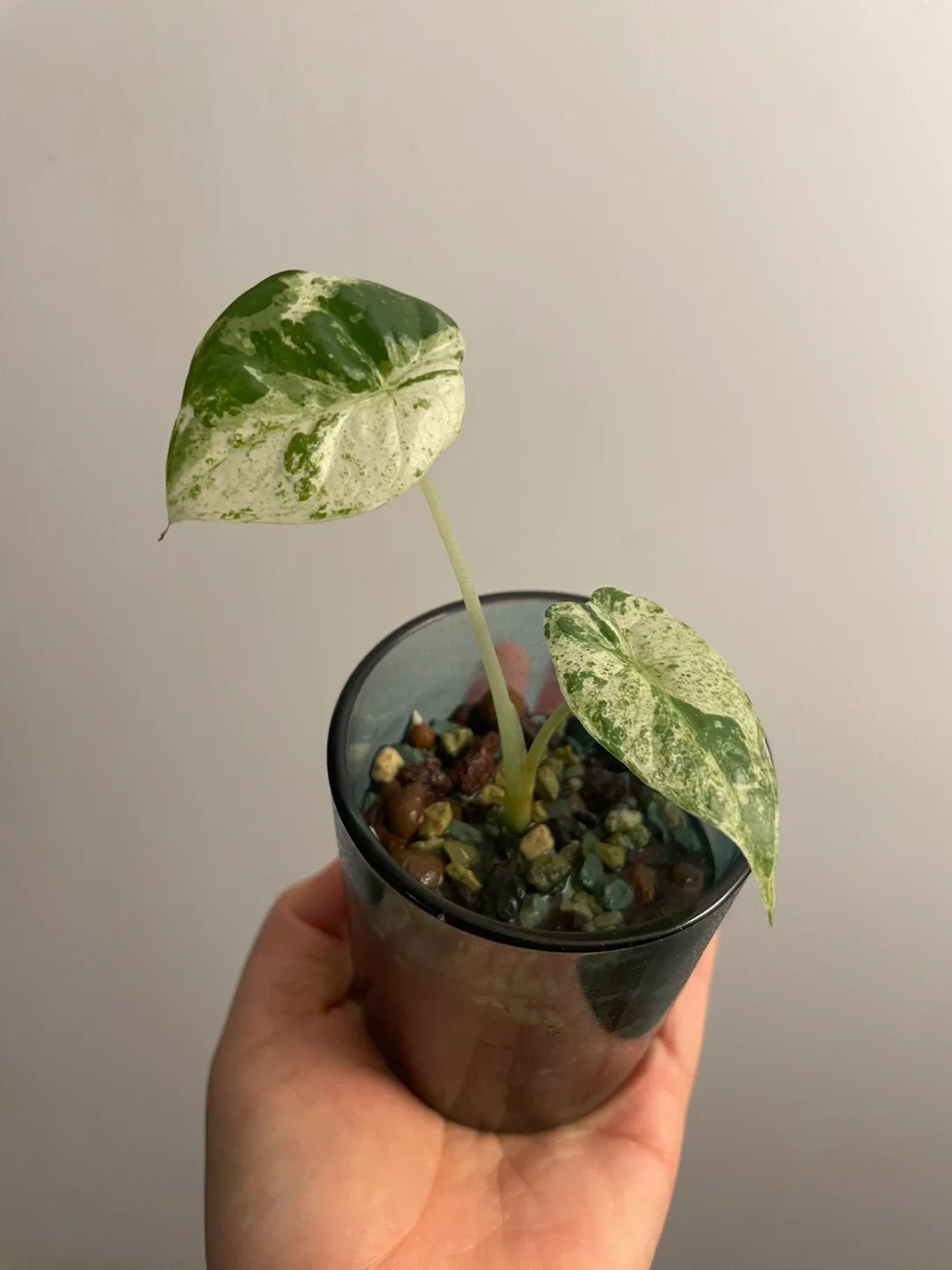 Alocasia odora Variegata thumbnail