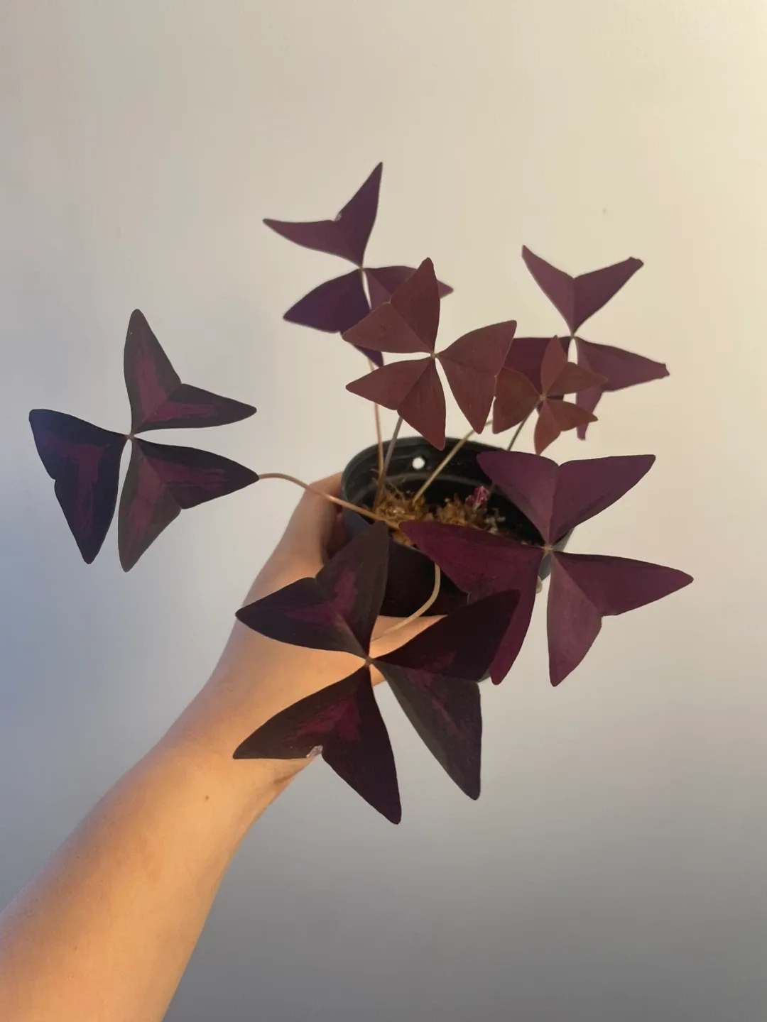 Oxalis Triangularis Purple Shamrock Plant thumbnail