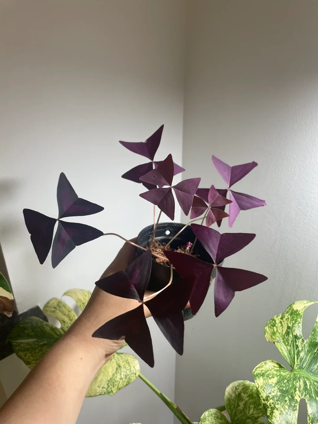 Oxalis Triangularis Purple Shamrock Plant image indicator(2)