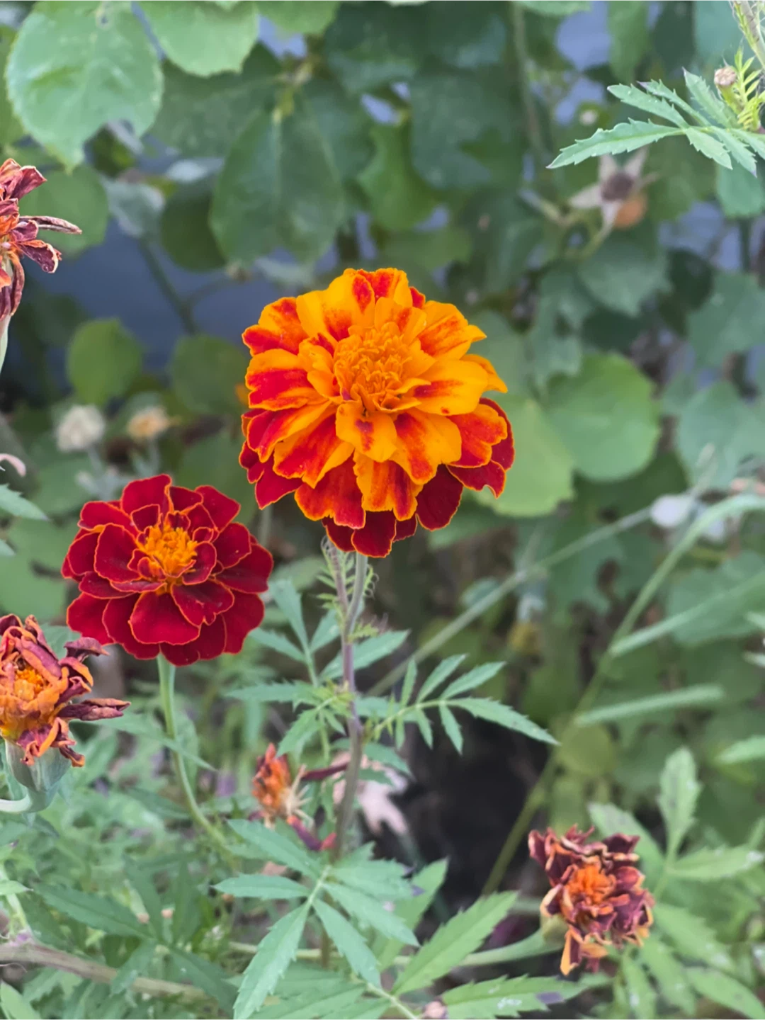 Marigold assorted varieties dry seed 10 bud about 150 seeds - photo 4