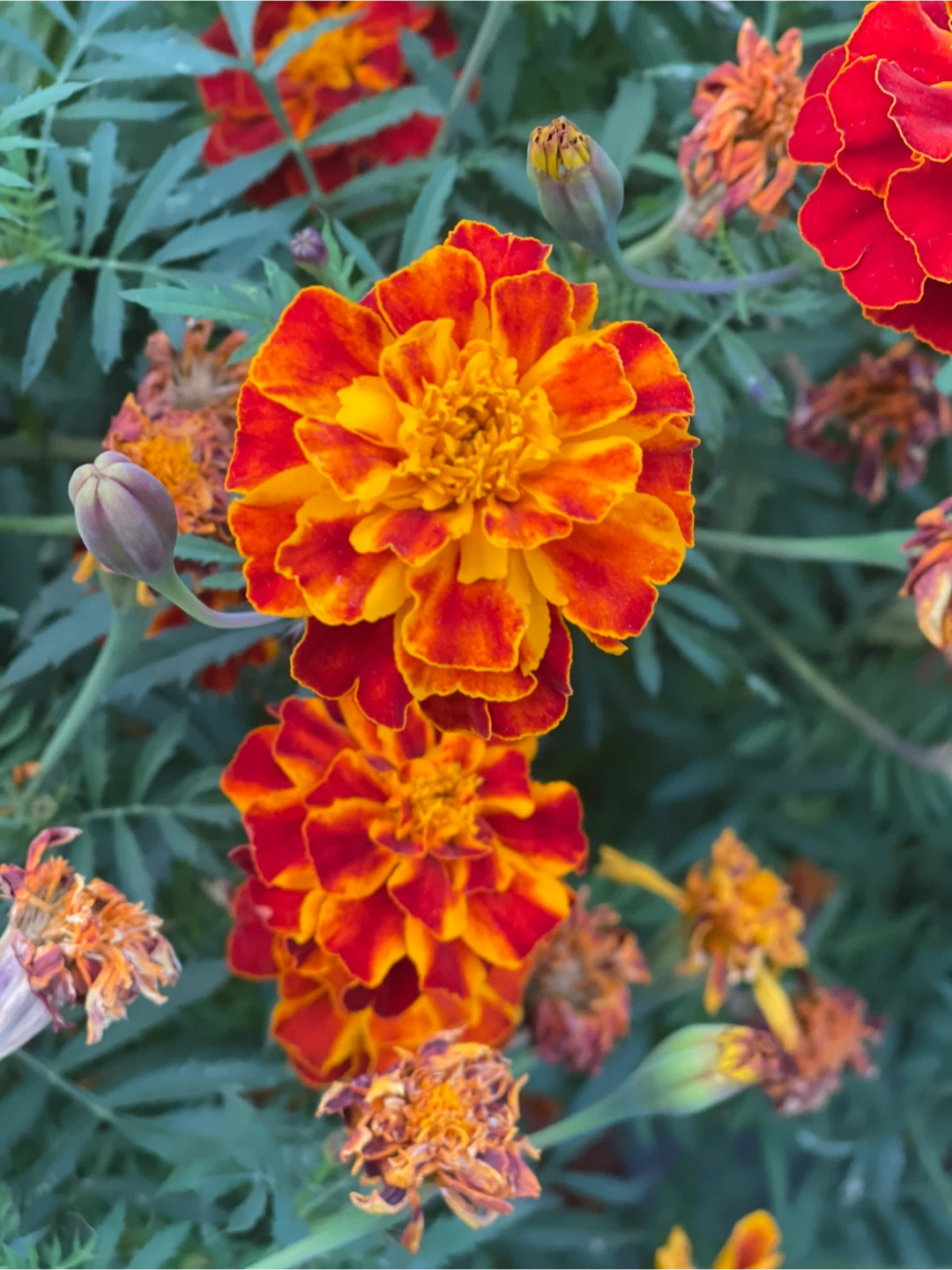 Marigold assorted varieties dry seed 10 bud about 150 seeds - photo 2