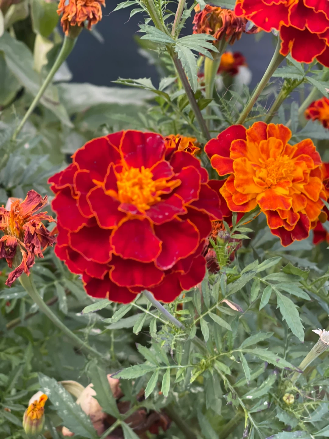 Marigold assorted varieties dry seed 10 bud about 150 seeds