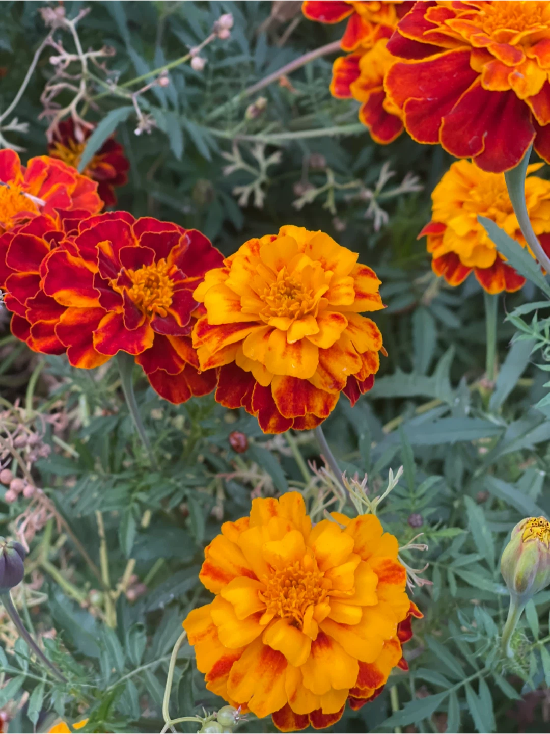 Marigold assorted varieties dry seed 10 bud about 150 seeds - photo 3
