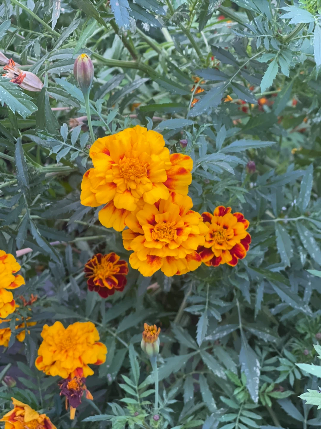 Marigold assorted varieties dry seed 10 bud about 150 seeds - photo 5