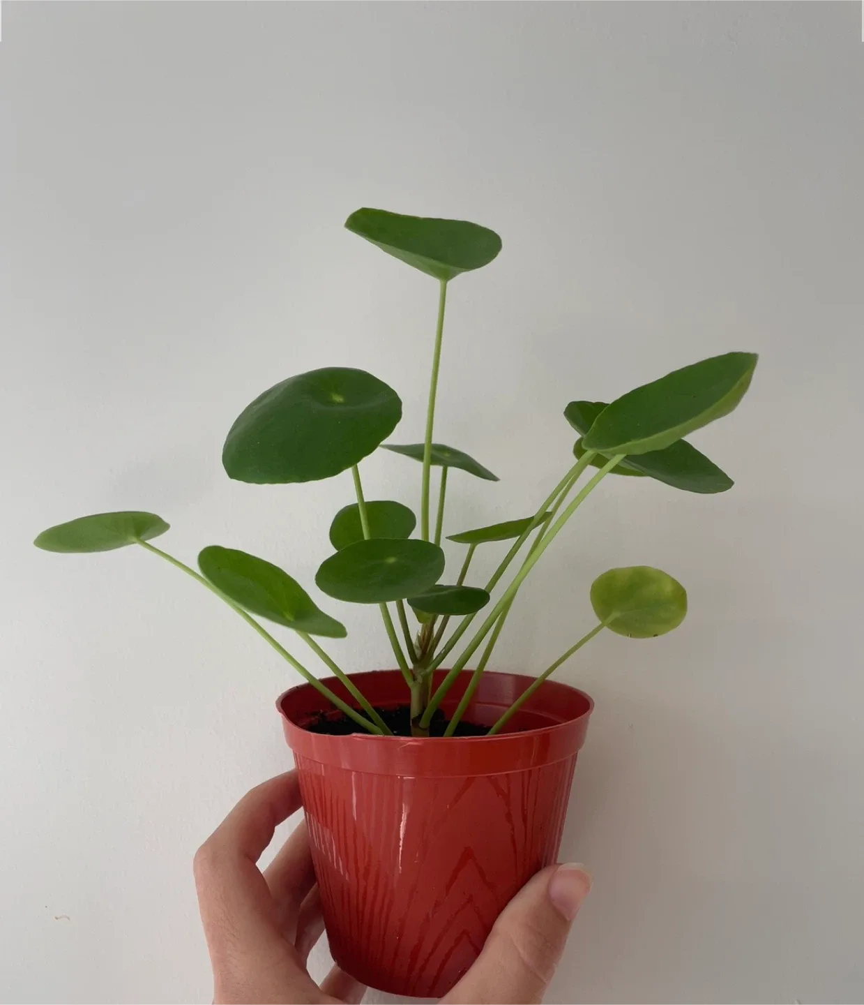 Pilea Peperomioides (Chinese Money Plant) thumbnail