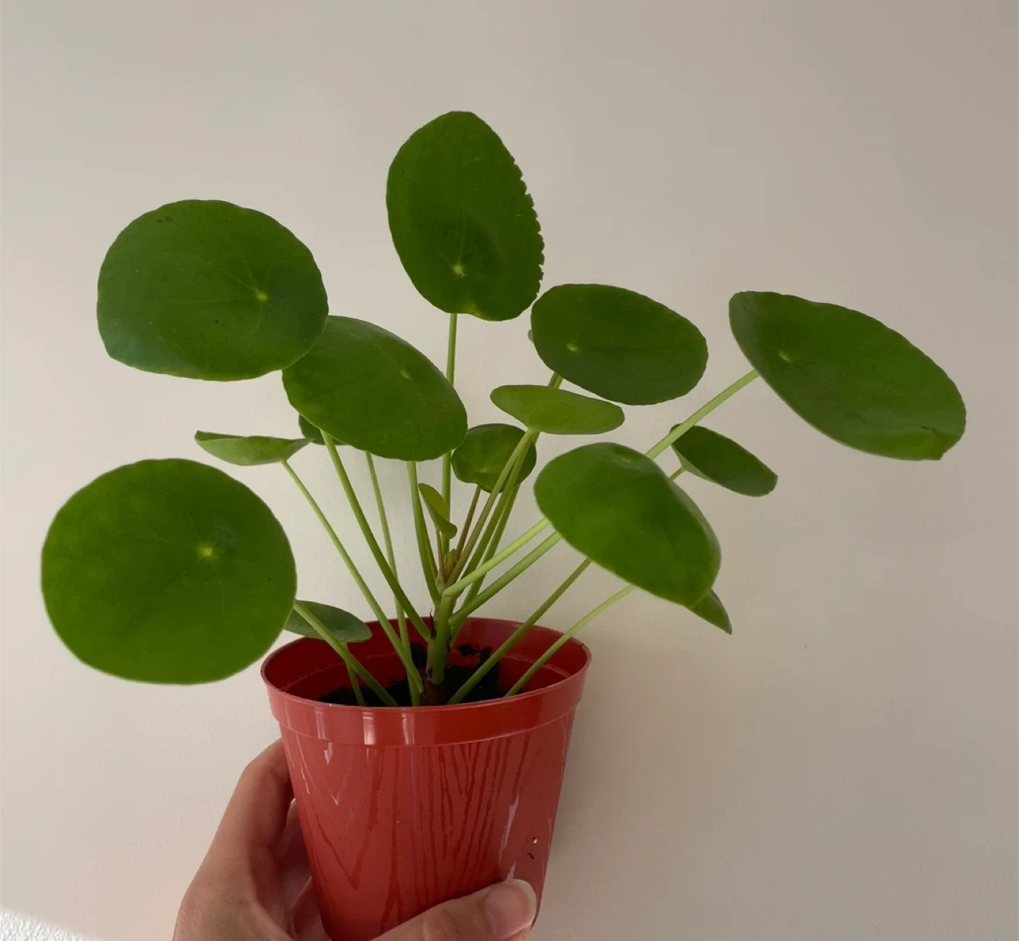Pilea peperomioides plant thumbnail