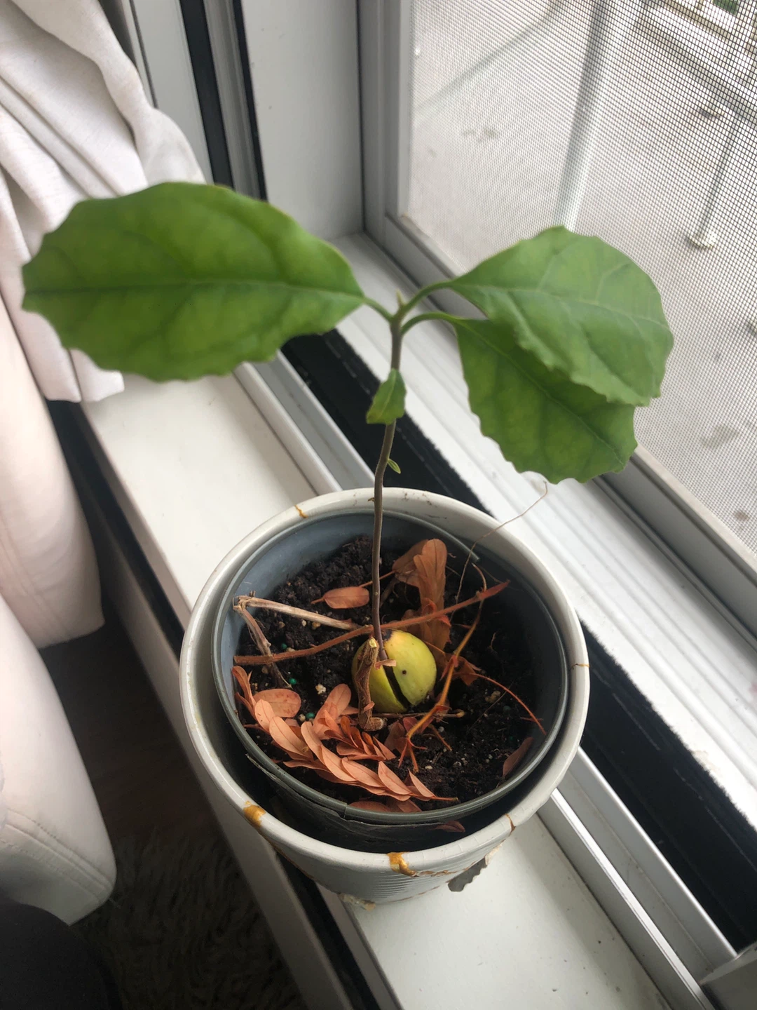 Avacado plant Seedling 🧡