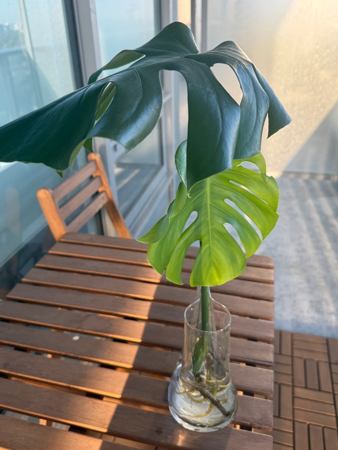 Monstera 2 leaves - photo 2