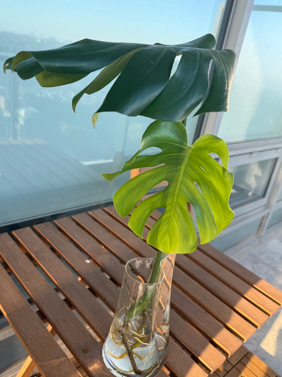 Monstera 2 leaves