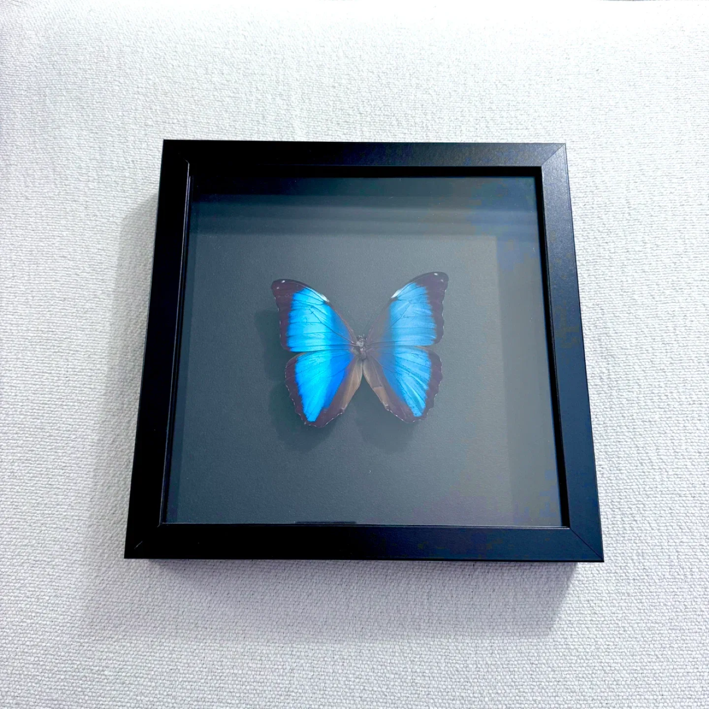 Framed morpho butterfly thumbnail