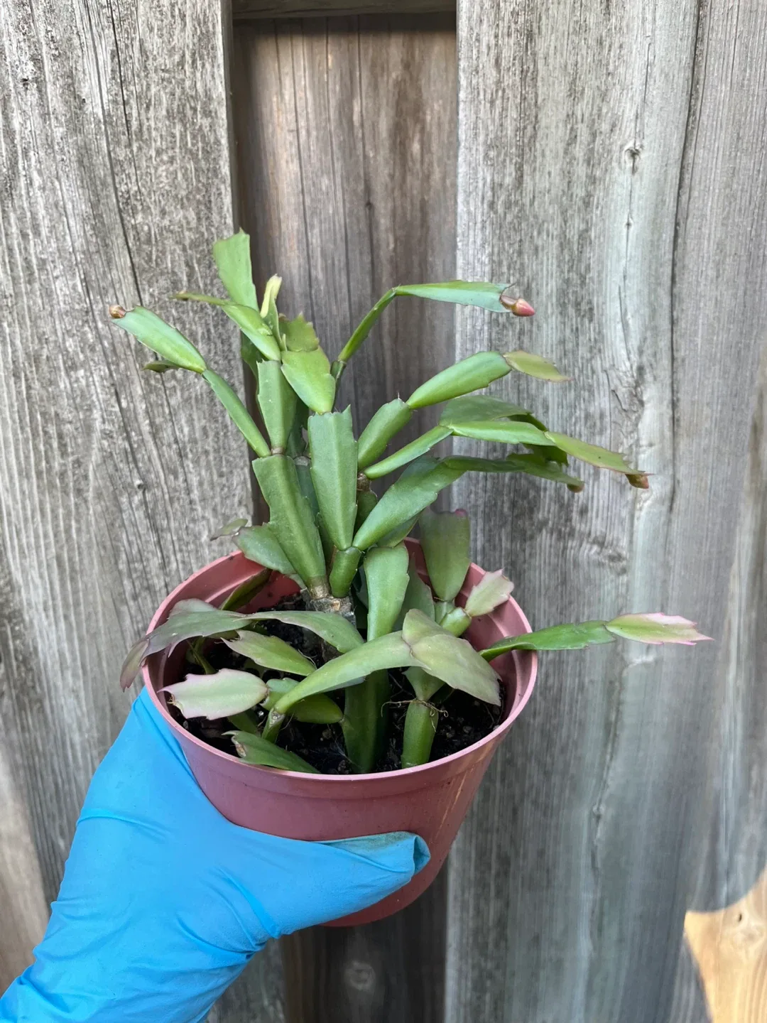 Christmas Cactus in 5” Pot thumbnail