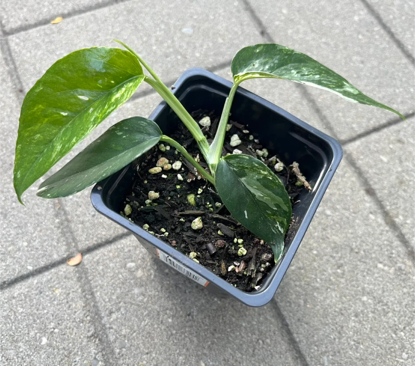 Epipremnum Pinnatum Albo in a small pot thumbnail