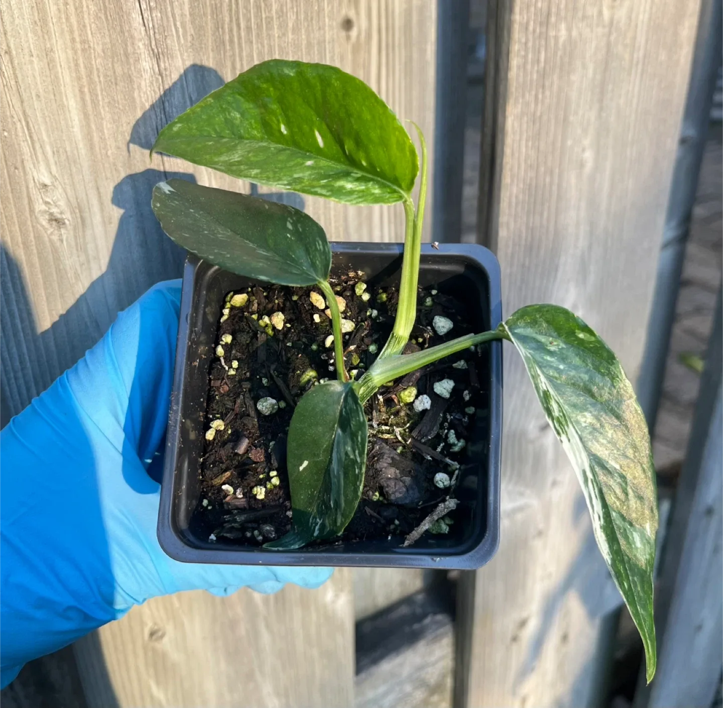 Epipremnum Pinnatum Albo in a small pot image indicator(2)