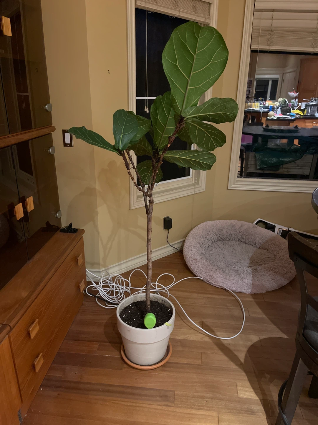 A large Fiddle Leaf Fig Tree