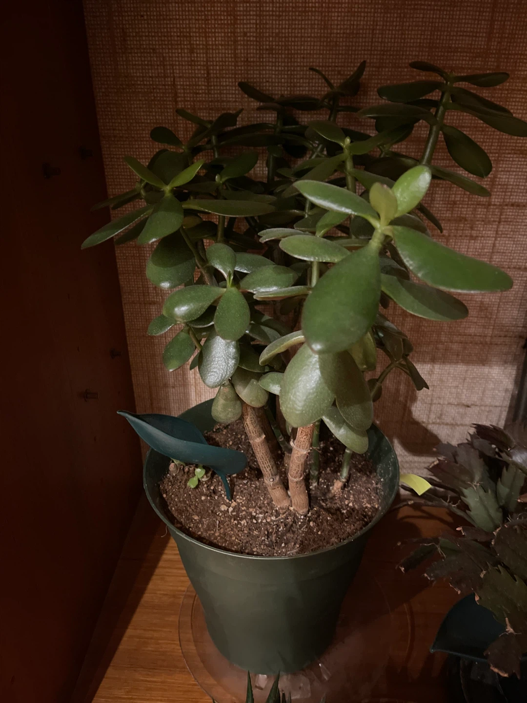 Jade Plant