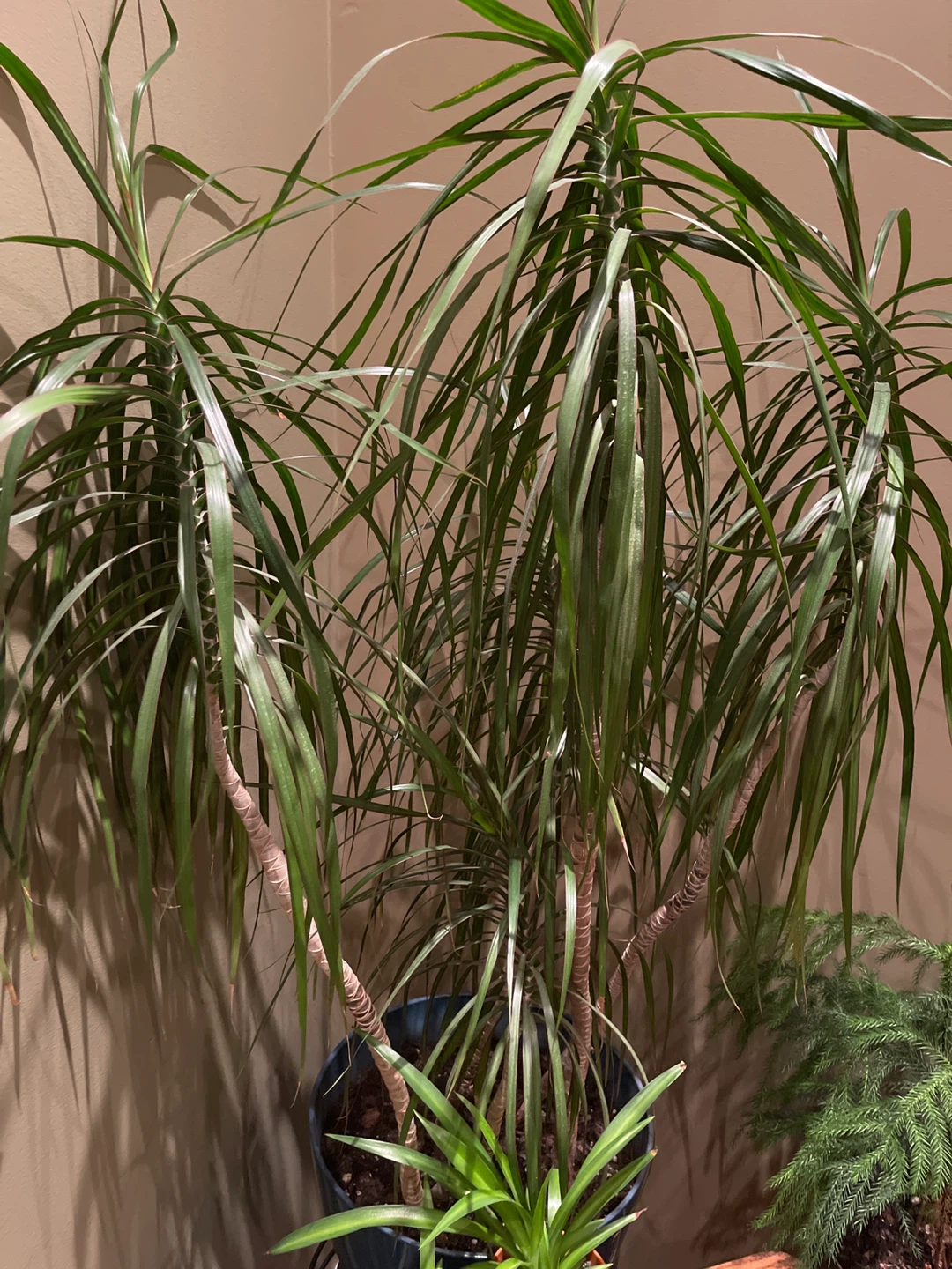 Dracea Tricolour