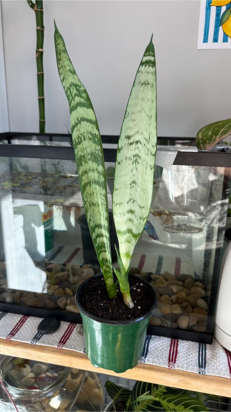 Snake Plant