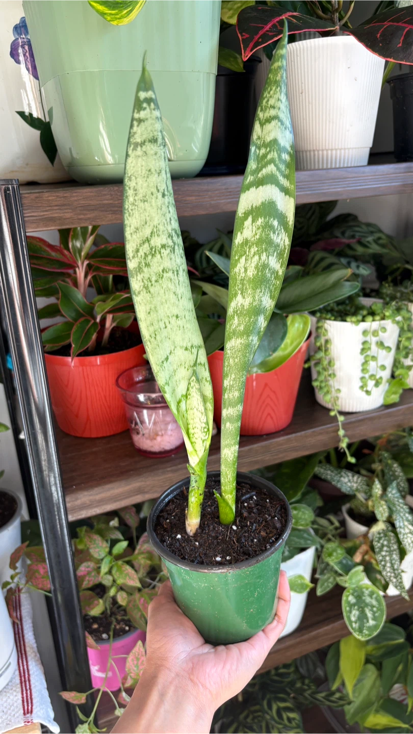 Snake Plant - photo 2