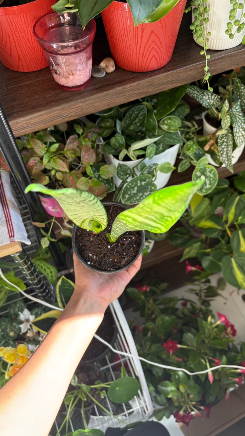 Snake Plant - photo 3