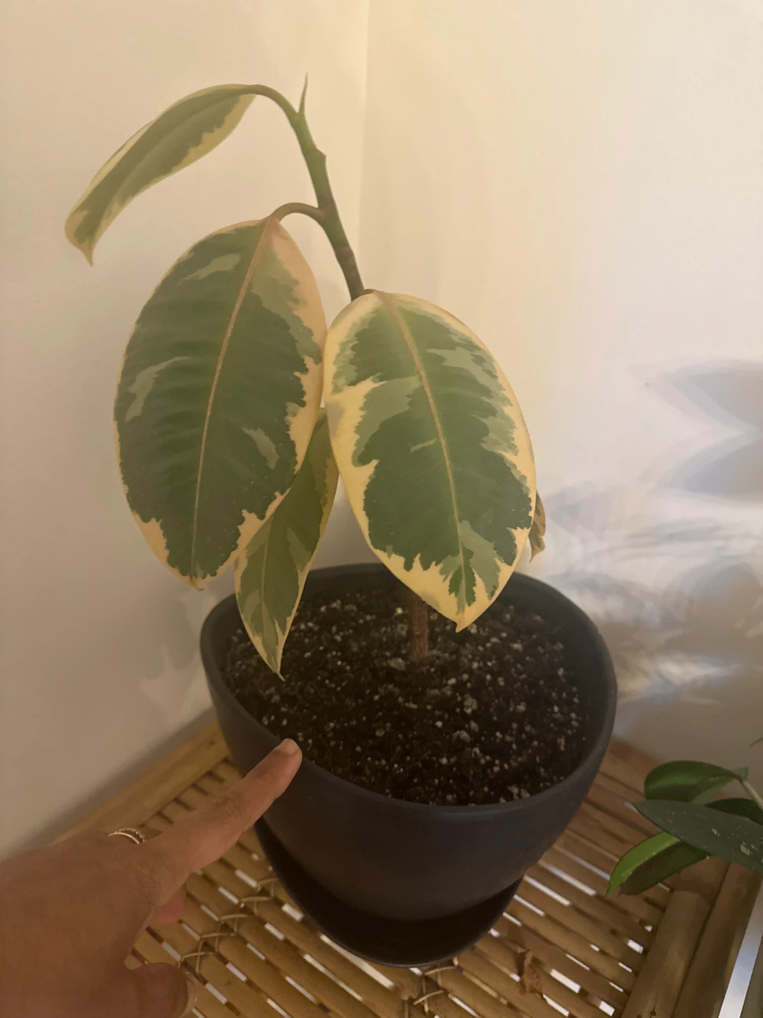 Variegated pink Rubber Plant