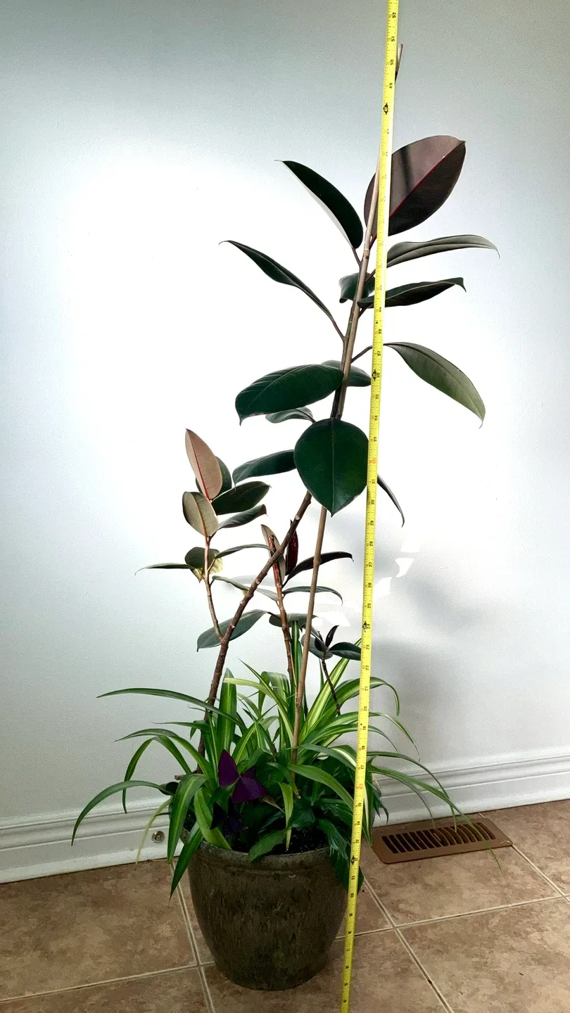 Potted Rubber Plant image indicator(2)